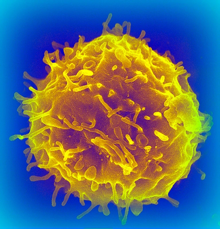 血液干细胞（如图所示;人工着色）产生红细胞和免疫细胞。图片来源：科学图片库