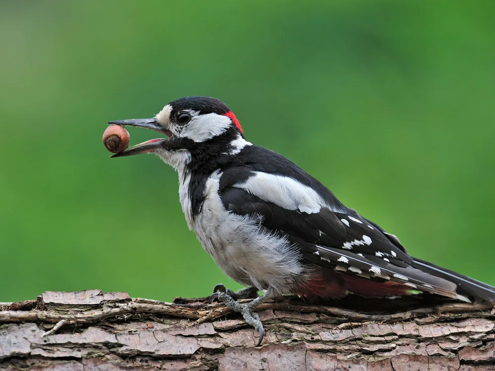 一只大斑啄木鸟正在吃榛子。在小行星撞击地球导致许多生物灭绝之后，鸟喙可能使动物能够吃到种子和坚果。